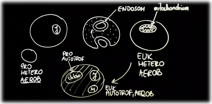 Teoria endosymbiozy